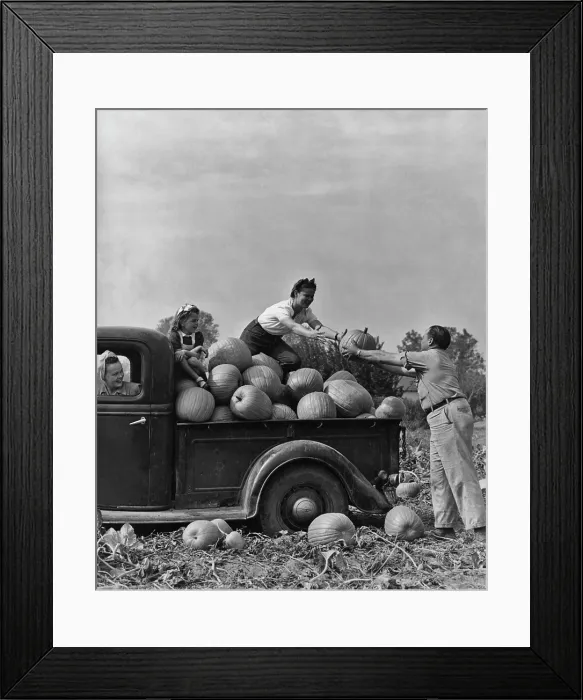 Framed Print : Pumpkin Harvest Framed Print : Pumpkin Harvest