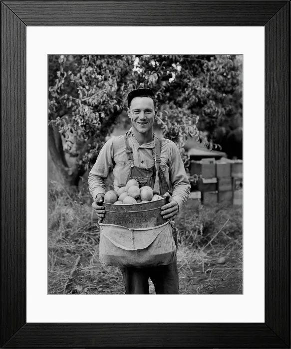 Framed Print : Yakima Pears Framed Print : Yakima Pears