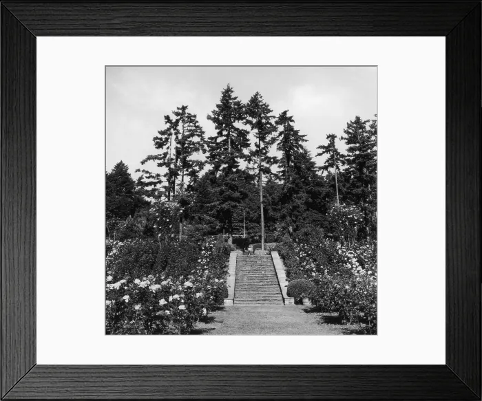 Framed Print : Portland Rose Garden Framed Print : Portland Rose Garden