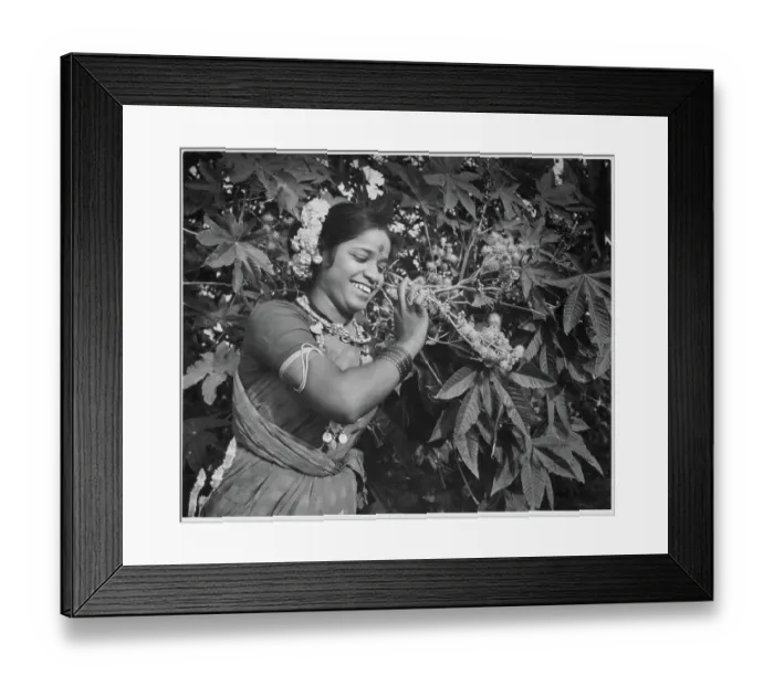 Framed Print : India. An Indian woman in traditional dress, carrying fruit picket Framed Print : India. An Indian woman in traditional dress, carrying fruit picket