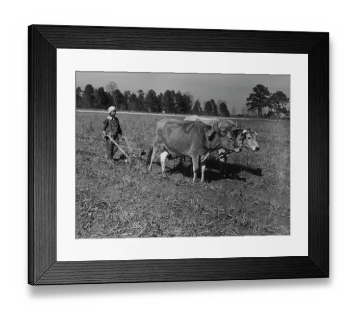 Framed Print : Agricultural Alabama Framed Print : Agricultural Alabama
