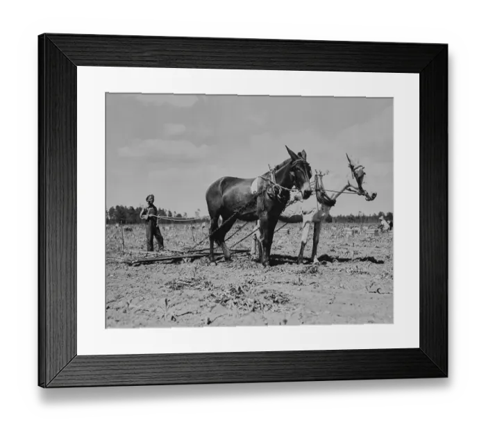 Framed Print : Mules Take The Strain Framed Print : Mules Take The Strain