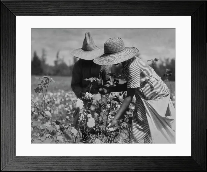 Framed Print : A Cotton Pickin Moment Framed Print : A Cotton Pickin Moment
