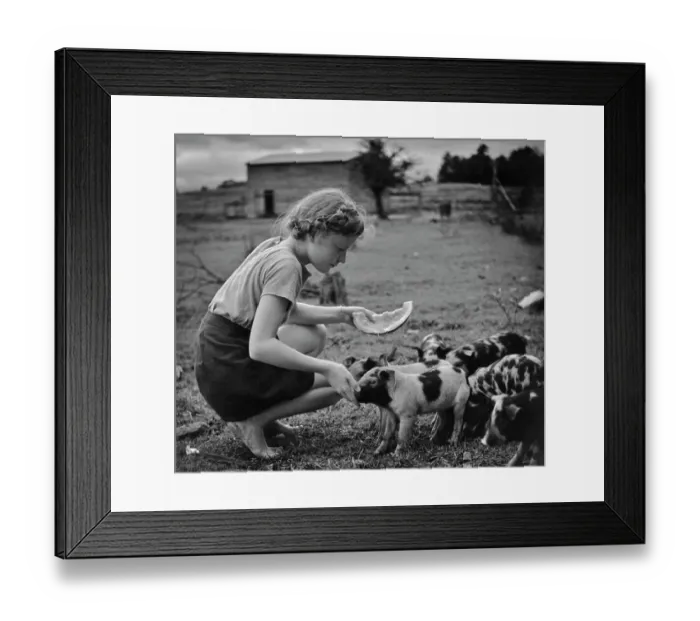 Framed Print : Girl And Piglets Framed Print : Girl And Piglets