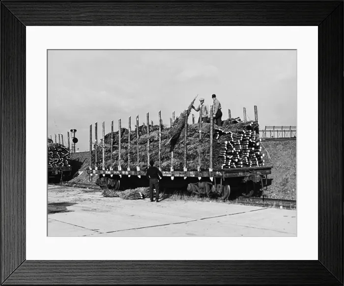 Framed Print : Unloading Trees From A Rail Car