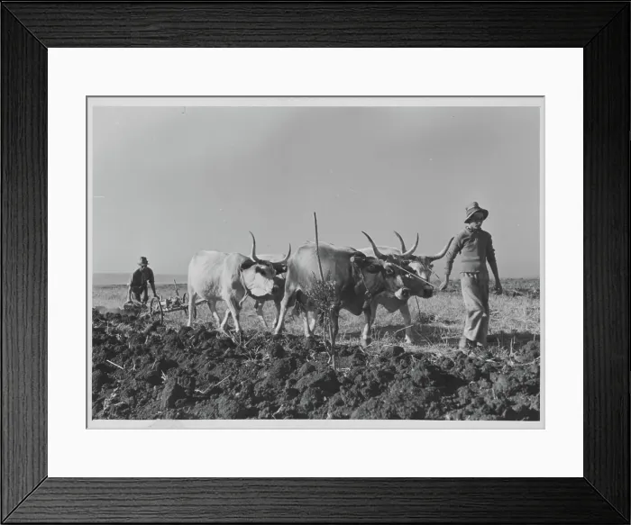 Framed Print : Italy. Traditional farming practices in rural Italy; a cattle-drawn plough Framed Print : Italy. Traditional farming practices in rural Italy; a cattle-drawn plough