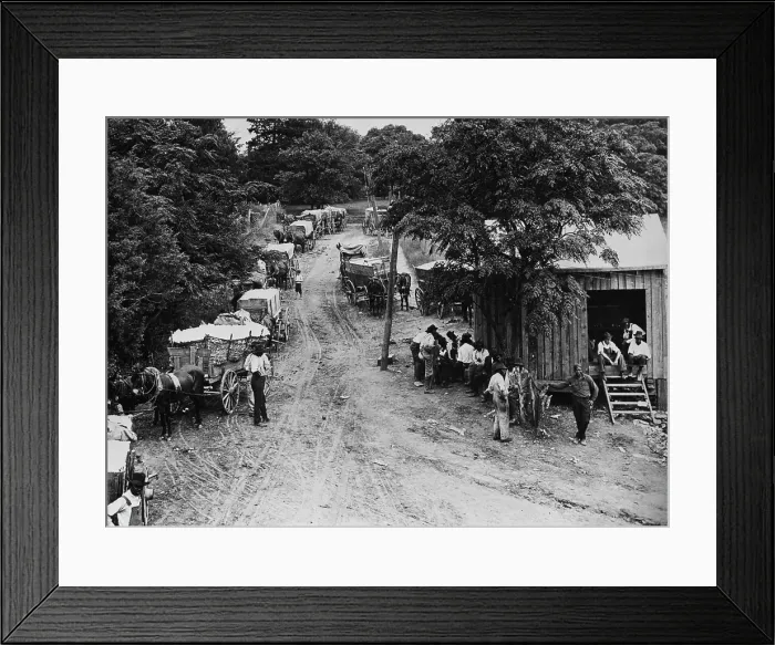 Framed Print : Cotton Workers Framed Print : Cotton Workers