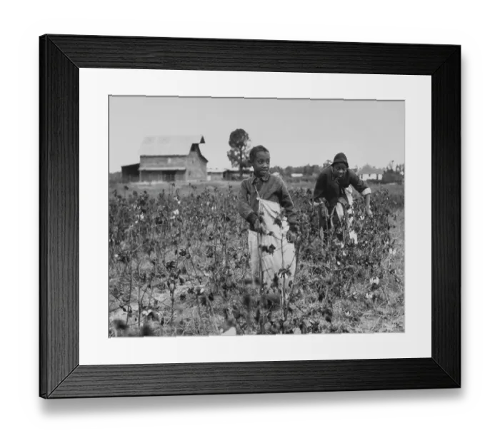 Framed Print : Sharecroppers Harvesting Cotton Framed Print : Sharecroppers Harvesting Cotton