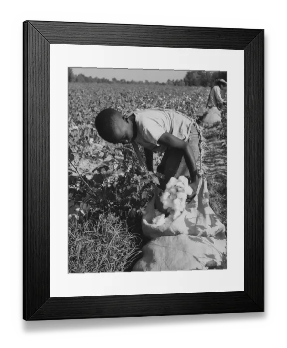 Framed Print : Harvesting Cotton Framed Print : Harvesting Cotton