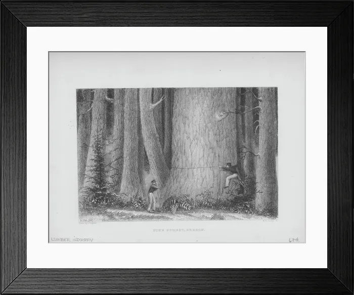 Framed Print : Measuring A Tree In Oregon