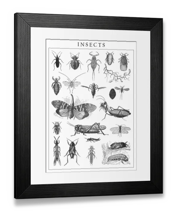 Framed Print : Old engraved illustration of insects Framed Print : Old engraved illustration of insects