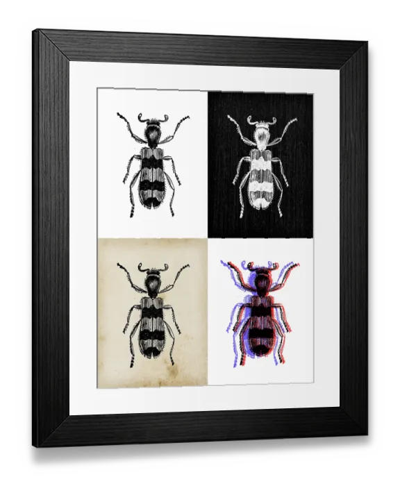 Framed Print : Antique animal illustration: Trichodes apiarius Framed Print : Antique animal illustration: Trichodes apiarius