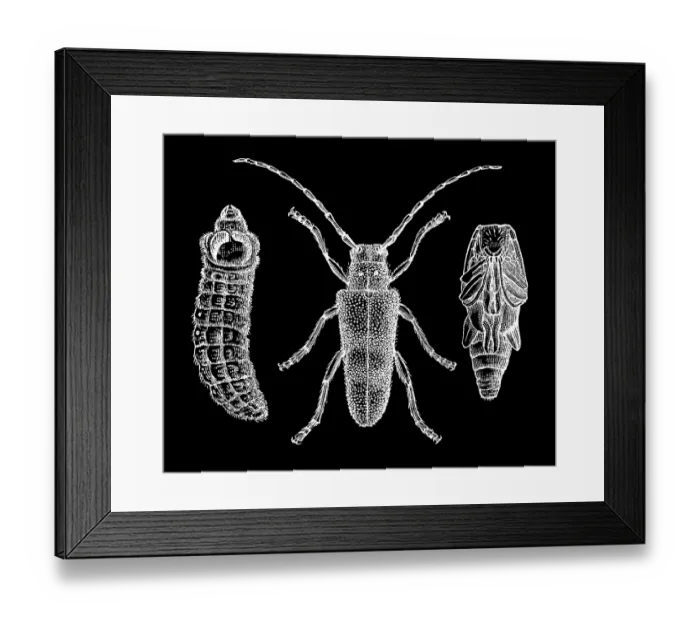 Framed Print : Old engraved illustration of the longhorn beetle (Saperda carcharias) Framed Print : Old engraved illustration of the longhorn beetle (Saperda carcharias)