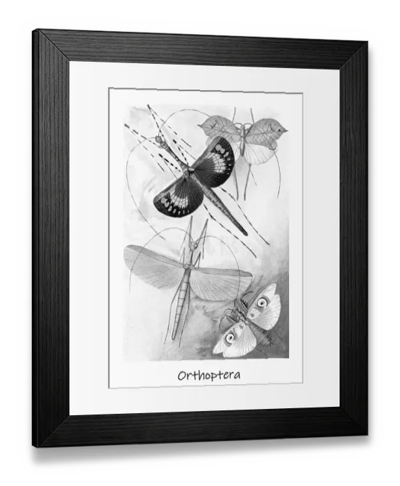 Framed Print : Old chromolithograph of Orthoptera Insects Framed Print : Old chromolithograph of Orthoptera Insects