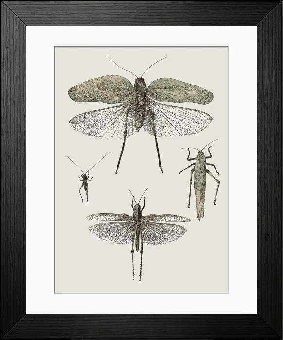Framed Print : Insect Lithographs, 2193521662 Framed Print : Insect Lithographs, 2193521662