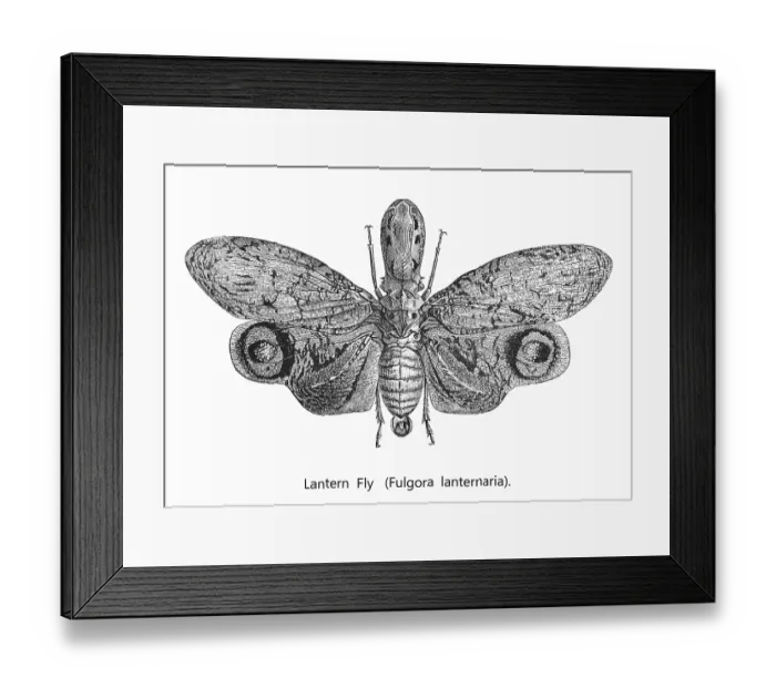 Framed Print : Old engraved illustration of insect, planthopper, Pyrops candelaria (Laternaria candelaria and Fulgora candelaria in older literature) Framed Print : Old engraved illustration of insect, planthopper, Pyrops candelaria (Laternaria candelaria and Fulgora candelaria in older literature)
