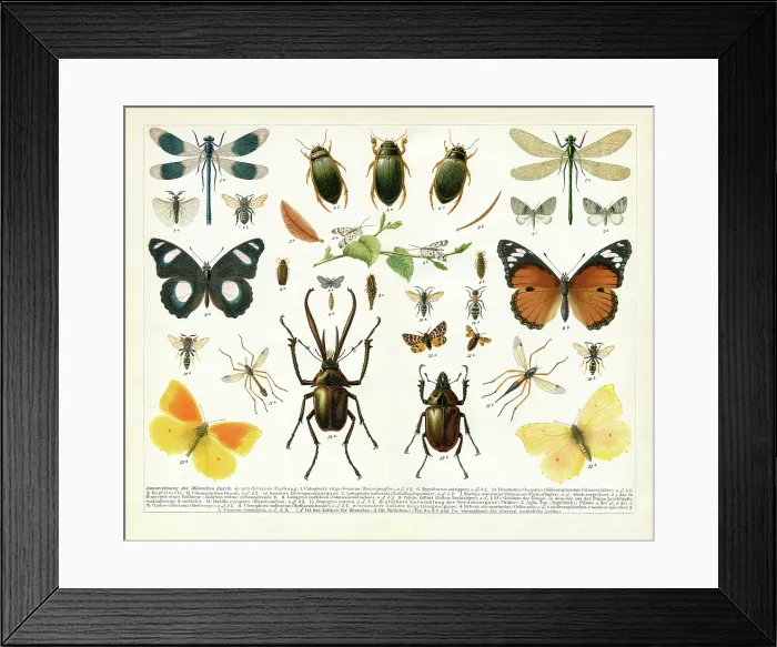 Framed Print : Insect difference between male and female wasp butterfly drawing 1895 Framed Print : Insect difference between male and female wasp butterfly drawing 1895