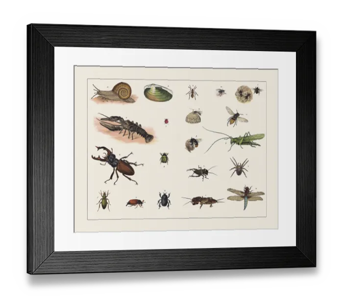 Framed Print : Various mollusca and insects, chromolithograph, published in 1891 Framed Print : Various mollusca and insects, chromolithograph, published in 1891