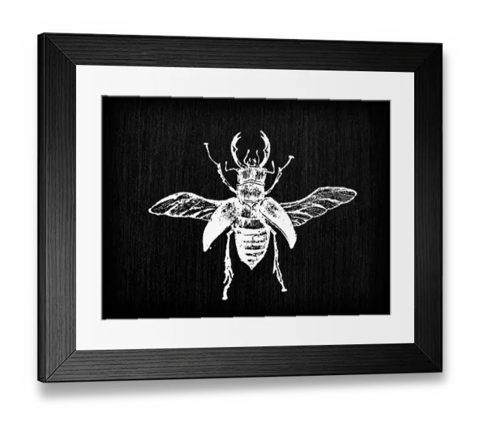 Framed Print : Antique old French engraving illustration: Insect Lucanus cervus, stag beetle Framed Print : Antique old French engraving illustration: Insect Lucanus cervus, stag beetle