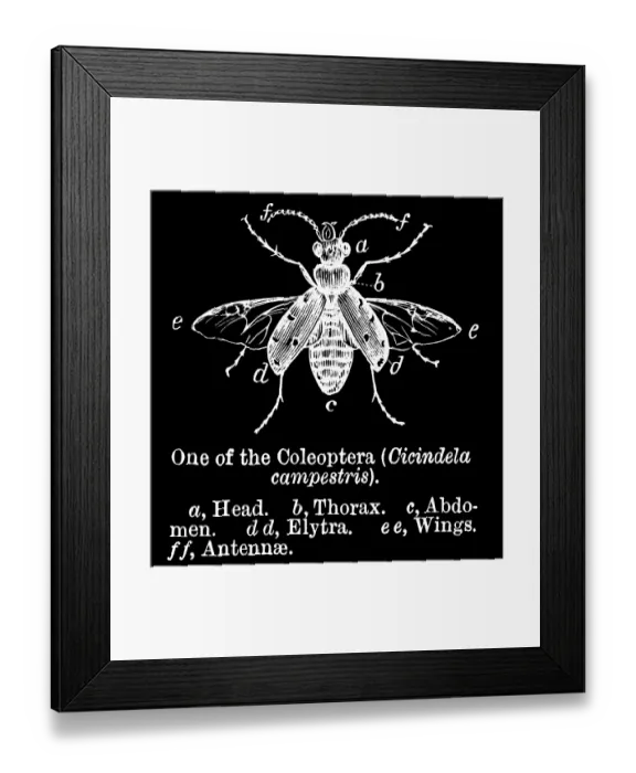 Framed Print : Old engraved illustration of the green tiger beetle (Cicindela campestris) Framed Print : Old engraved illustration of the green tiger beetle (Cicindela campestris)