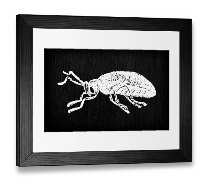 Framed Print : Antique old French engraving illustration: Insect Framed Print : Antique old French engraving illustration: Insect