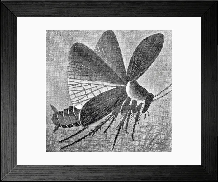 Framed Print : Male cockroach Framed Print : Male cockroach