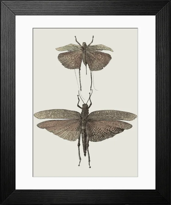 Framed Print : Insect Lithographs, 2193557776 Framed Print : Insect Lithographs, 2193557776