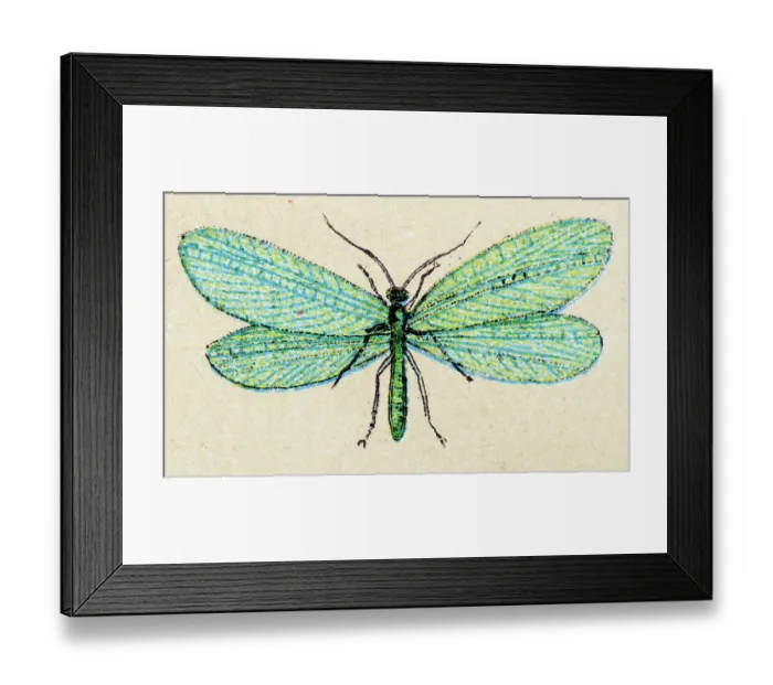 Framed Print : Common green lacewing (Chrysoperla carnea), insect animals antique illustration Framed Print : Common green lacewing (Chrysoperla carnea), insect animals antique illustration