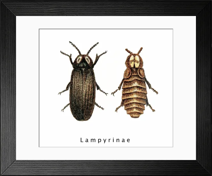 Framed Print : Old chromolithograph of Entomology, Glow worm (Lampyris splendidula) Framed Print : Old chromolithograph of Entomology, Glow worm (Lampyris splendidula)