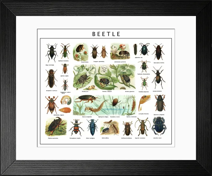 Framed Print : Old chromolithograph of Entomology, Beetles Framed Print : Old chromolithograph of Entomology, Beetles