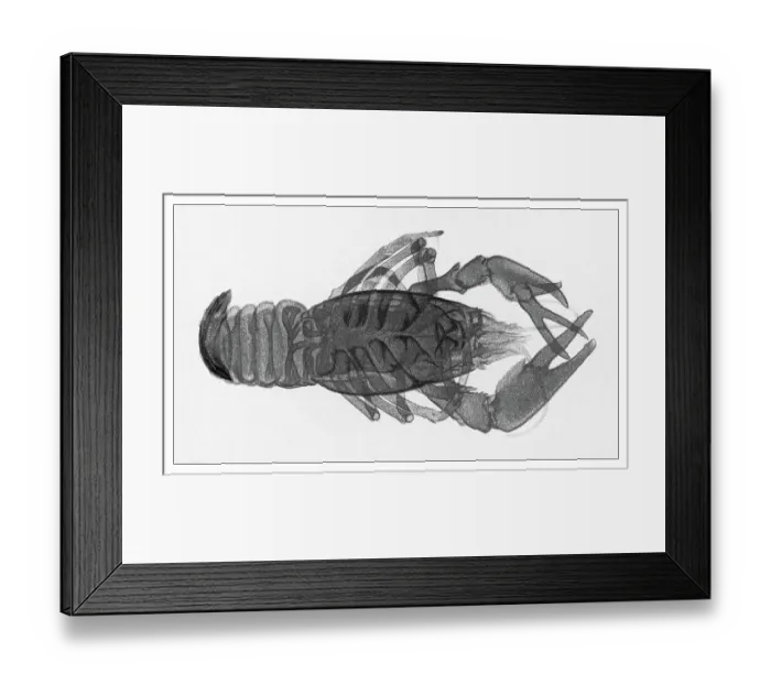 Framed Print : Old engraved illustration of early X-ray photography, crayfish Framed Print : Old engraved illustration of early X-ray photography, crayfish