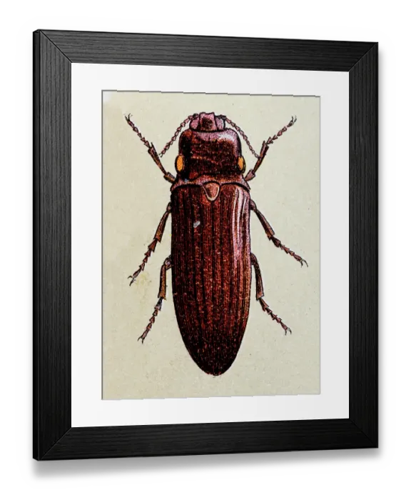 Framed Print : Fire Beetle or Cucujo, insect animals antique illustration Framed Print : Fire Beetle or Cucujo, insect animals antique illustration