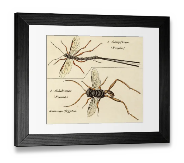 Framed Print : Pimpla parasitic wasps, 19 century science illustration Framed Print : Pimpla parasitic wasps, 19 century science illustration