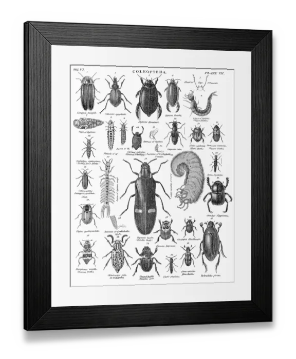 Framed Print : Coleoptera beetles engraving 1884 Framed Print : Coleoptera beetles engraving 1884