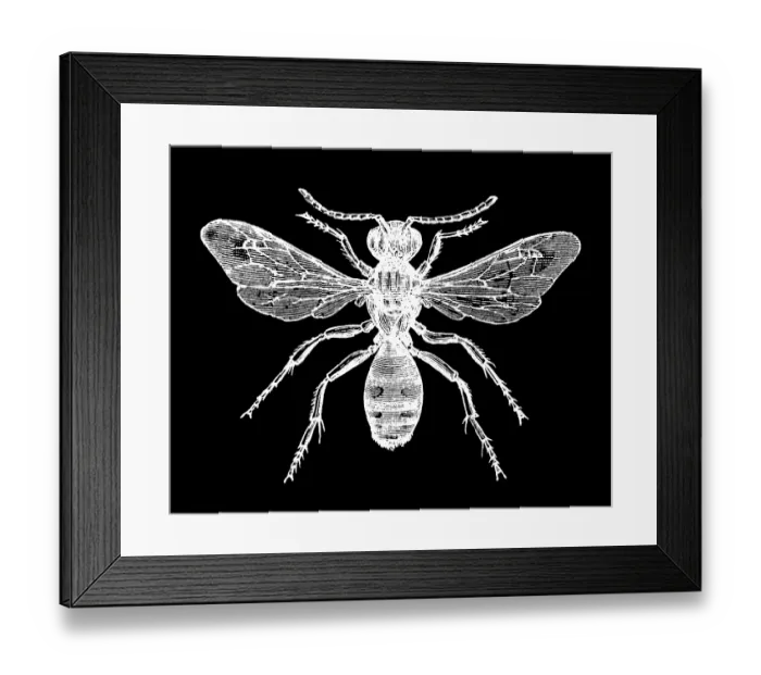Framed Print : Old engraved illustration of insect, Nomada ruficornis is a Palearctic species of nomad bee Framed Print : Old engraved illustration of insect, Nomada ruficornis is a Palearctic species of nomad bee