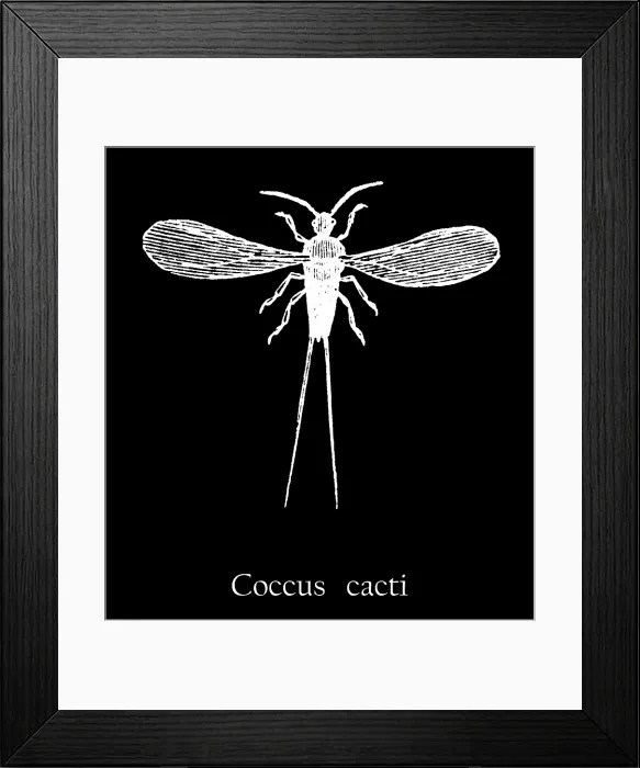 Framed Print : Old engraved illustration of insect, The cochineal (Coccus cacti) Framed Print : Old engraved illustration of insect, The cochineal (Coccus cacti)