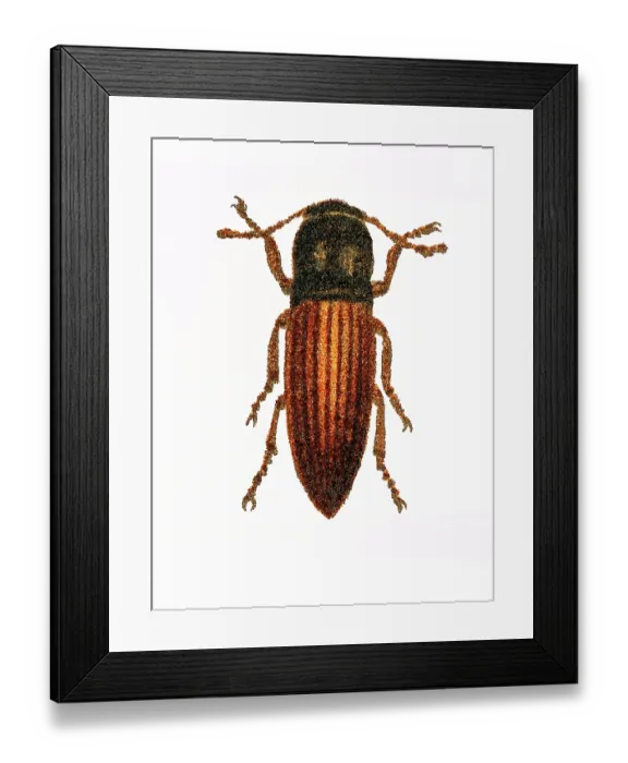 Framed Print : Old chromolithograph of Entomology - the lined click beetle (Agriotes lineatus) Framed Print : Old chromolithograph of Entomology - the lined click beetle (Agriotes lineatus)
