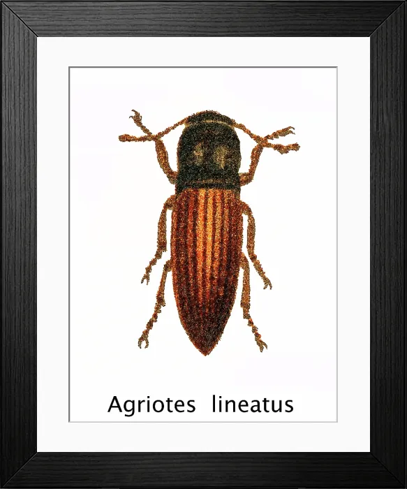 Framed Print : Old chromolithograph of Entomology - the lined click beetle (Agriotes lineatus) Framed Print : Old chromolithograph of Entomology - the lined click beetle (Agriotes lineatus)