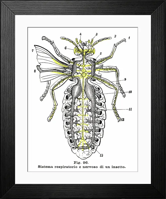 Framed Print : Respiratory system of an insect - Anatomy engraving 1899 Framed Print : Respiratory system of an insect - Anatomy engraving 1899