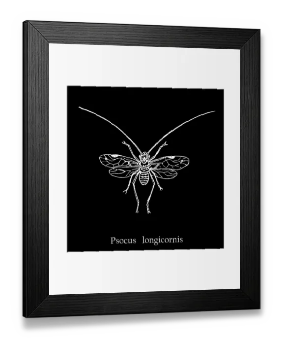 Framed Print : Old engraved illustration of insect, Psocus longicornis Framed Print : Old engraved illustration of insect, Psocus longicornis