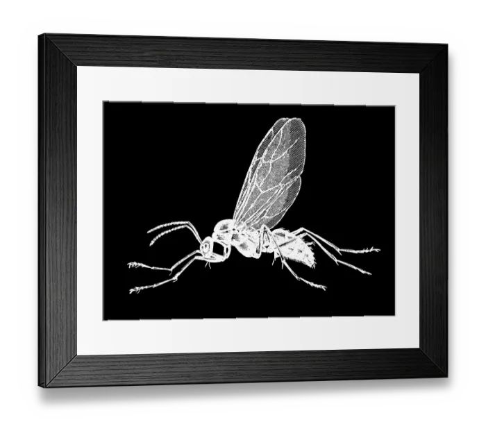 Framed Print : Old engraved illustration of insect, Hercules ant (Camponotus herculeanus) Framed Print : Old engraved illustration of insect, Hercules ant (Camponotus herculeanus)