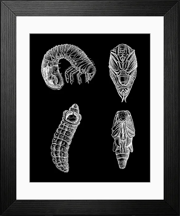 Framed Print : Old engraved illustration of insect larvae and pupae Framed Print : Old engraved illustration of insect larvae and pupae