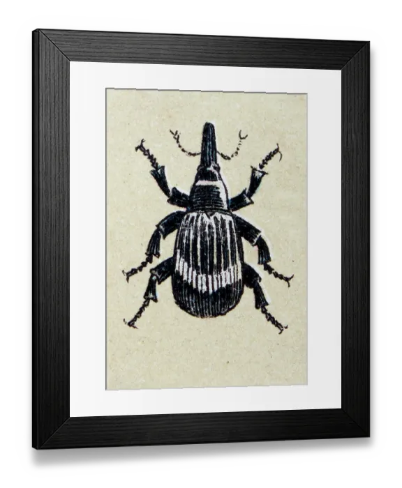 Framed Print : Anthonomus pomorum or apple blossom weevil, insect animals antique illustration Framed Print : Anthonomus pomorum or apple blossom weevil, insect animals antique illustration