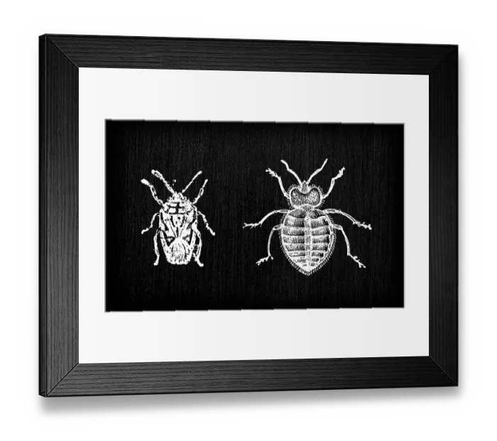 Framed Print : Antique old French engraving illustration: Insect Thumbtack bedbug Framed Print : Antique old French engraving illustration: Insect Thumbtack bedbug