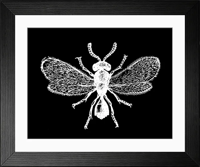 Framed Print : Old engraved illustration of insect, Telenomus terebrans Framed Print : Old engraved illustration of insect, Telenomus terebrans