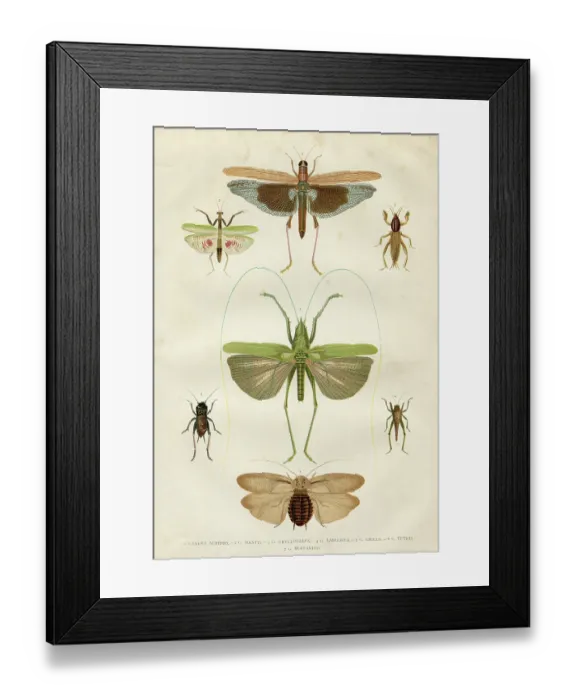 Framed Print : Insects cicada bug beetle mantis 1881 Framed Print : Insects cicada bug beetle mantis 1881