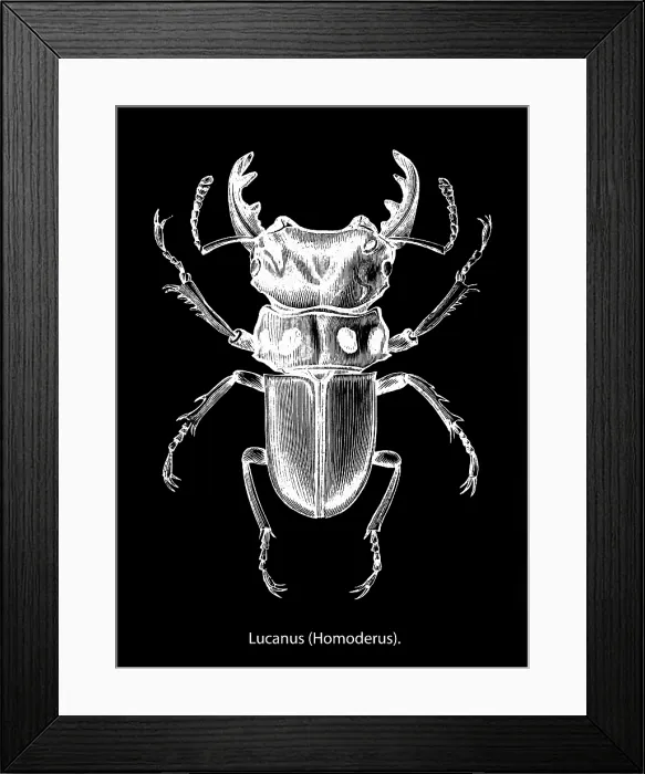 Framed Print : Old engraved illustration of Homoderus mellyi, species of stag beetle in the family Lucanidae Framed Print : Old engraved illustration of Homoderus mellyi, species of stag beetle in the family Lucanidae