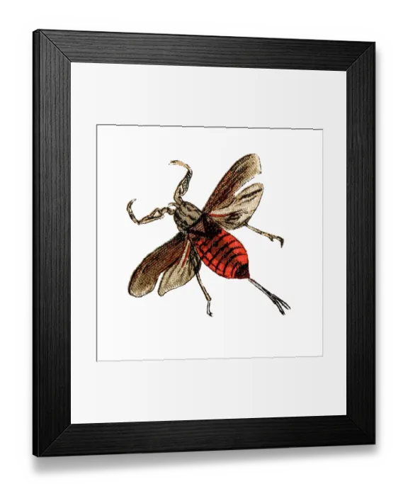 Framed Print : Nepa cinerea (water scorpion) Framed Print : Nepa cinerea (water scorpion)