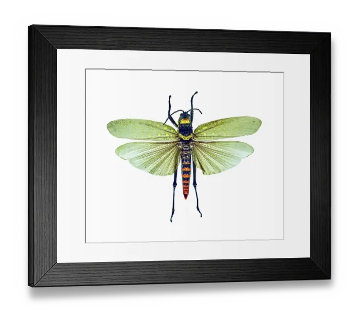 Framed Print : Dragonfly on white Framed Print : Dragonfly on white
