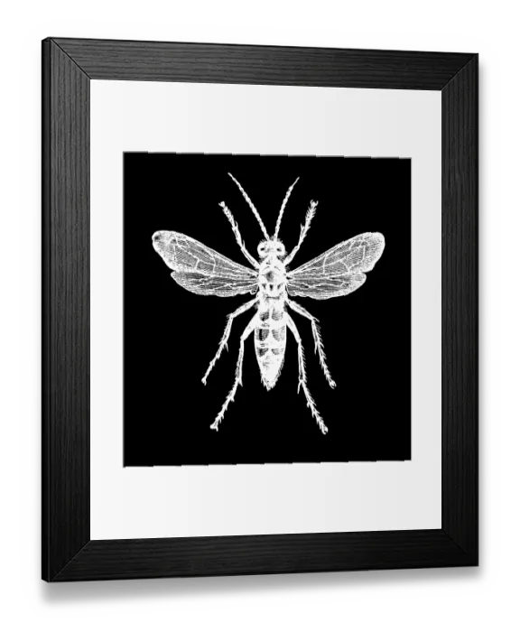 Framed Print : Old engraved illustration of insect, black-banded spider wasp (Anoplius viaticus) Framed Print : Old engraved illustration of insect, black-banded spider wasp (Anoplius viaticus)
